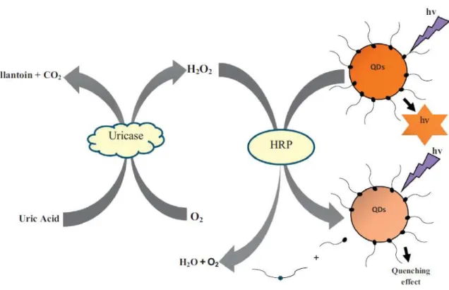 Figure 2. The reaction schematic of enzymatic fluorescence uric acid sensor including uricase/HRP enzyme  based  on  H 2 O 2 -sensitive  QDs