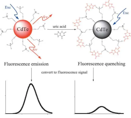 Figure  3.  Schematic  of  non-enzymatic  fluorescence  uric  acid  detection  mechanism