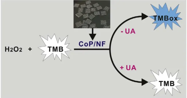 Figure 5. Schematic diagram of non-enzymatic UV detection of uric acid. The TMB is oxidized to TMB OX