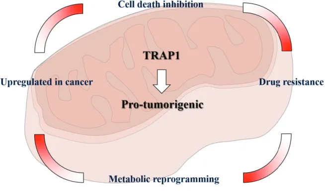 Figure A. Pro-tumorigenic function of TRAP1 in cancer cell mitochondria. 