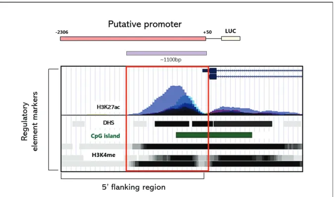 Figure 3. TRAP1 putative promoter according to UCSC genome browser 