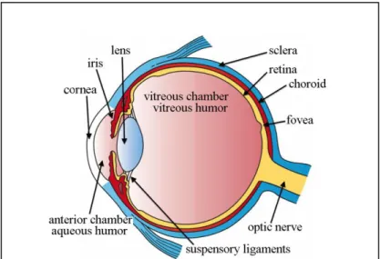 Figure 1.2 shows an anatomical structure of the human eye. Human eyes send light through the pupil  and the perceived image reverses at the lens