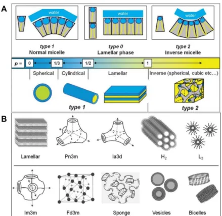 Figure  1-9.  (A)  A  relationship  between  molecular  architectures  of  amphiphilic  lipid  molecules  and  morphologies of self-assembled structures