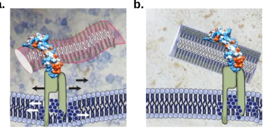 Figure  1-3.  Schematic  representation  for  (a)  weekly  adhesive  amphiphilic  peptide  interact  with  membrane and promote the signaling cascades while the (b) strongly adhesive peptides are unable to  interact and diffuse through the membrane so that