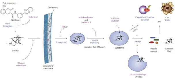 Figure 1-4. Schematic representation for the mechanism of cell death induced by fiber forming small  molecule,  “1541”.The  small  molecules  form  fibrils  in  cell  culture  medium,  dialysis  or  nonionic  detergents can block the cellular entry of chem