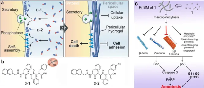 Figure  1-5.  Schematic  representation  for  (a)  Enzyme-catalyzed  formation  of  pericellular  hydrogel/nanonets  to  induce  cell  death