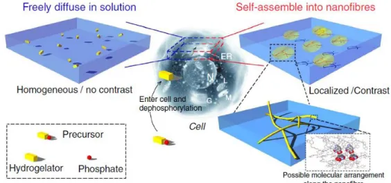 Figure  1-6.  After  an  enzymatic  conversion  inside  the  cell,  the  precursor  turns  to  the  corresponding  hydrogelator,  a  more  hydrophobic  molecule  that  self-assembles  to  form  nanofibres  at  certain  concentration