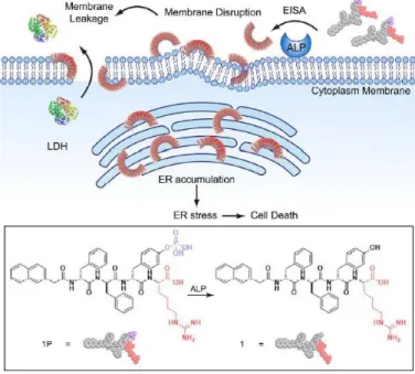 Figure  1-9.  (a)  Molecular  structure  of  a  representative  active  probe,  1P,  which  contains  cholesterol  (orange), fluorophore of NBD (green), and phospho-D-tyrosine