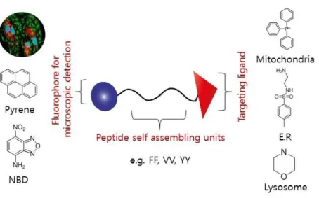 Figure  1-11.  Schematic  representation  of  the  designing  strategy  for  OLISA  peptides  in  which  N- N-terminus is conjugated with a fluorophore, C-N-terminus lysine chain is conjugated with targeting moiety  which can be designed according to the p