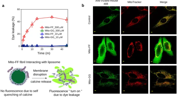 Figure 2-11. (a) Membrane disruption ability of Mito-FF fibrils monitored using calcein encapsulated  in  a  model  liposome;  a  schematic  diagram  is  provided