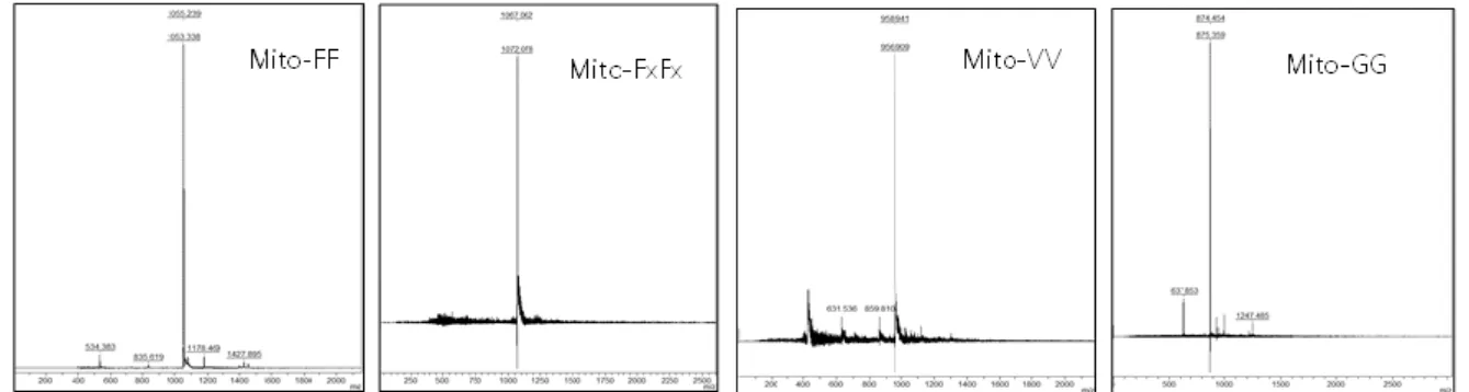 Figure 2.5-2. Schematic illustration for the calculation of Mito-FF concentration inside mitochondria