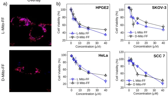 Figure 3-2. (a) Cellular internalization and mitochondrial localization of Mito-FF (upper) and Mito-ff  (lower) showing good overlap of blue and red fluorescnece