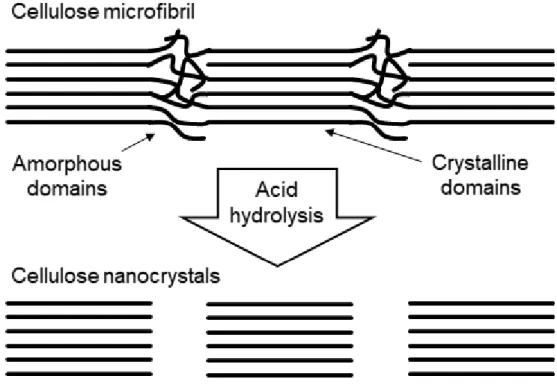 Figure 1.2 Removal process of amorphous fraction of CNC by acid treatment. 