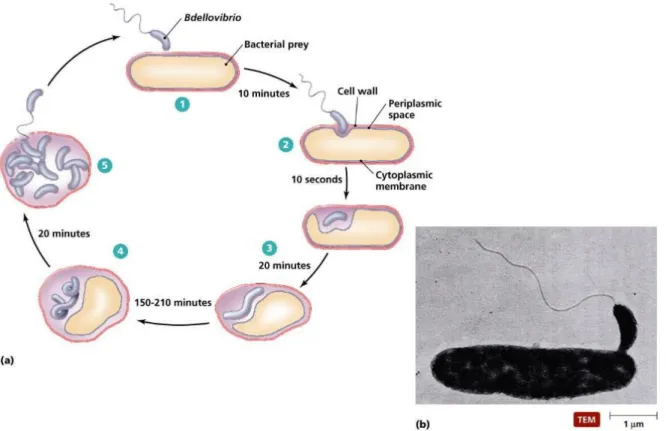 Figure 1.1. The life cycle of predatory bacteria, Bdellovibrio bacteriovorus. 