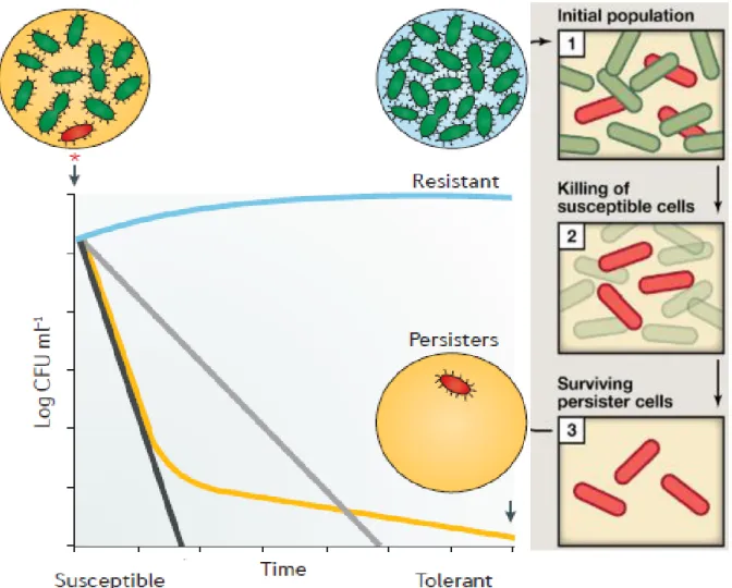 Figure 1. 5. Antibiotic killing kinetics of resistant, tolerant and persister cells. (RA Fisher, B  Gollan, S Helaine - Nature Reviews Microbiology, 2017) 
