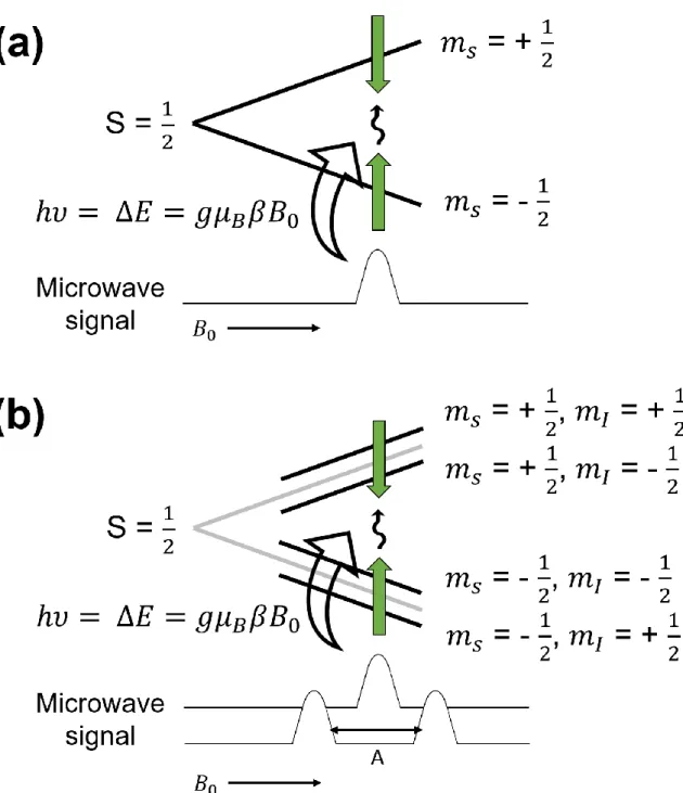 Figure 1.13 The change of electron energy level and spectrum of microwave in the system including  (a) only the electron with the spin quantum number of 1/2 and (b) the electron with the spin quantum  number of 1/2 and the nuclear quantum number of 1/2