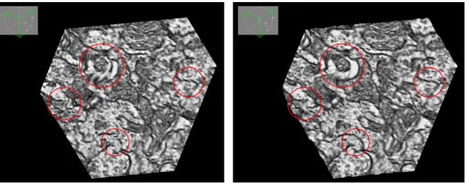 Fig. 6. Drosophila melanogaster TEM dataset. Left: Pre-aligned result. Right: After registration using  our method