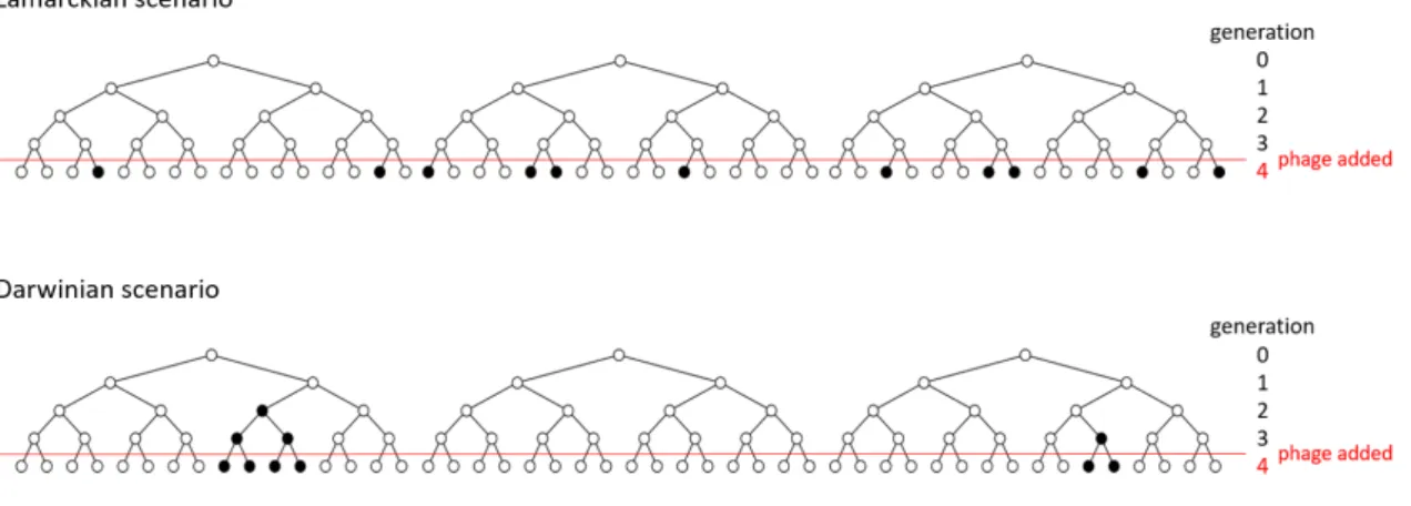 Fig. 1.2 Schematic of the two scenarios tested by the Luria-Delbrück fluctuation test
