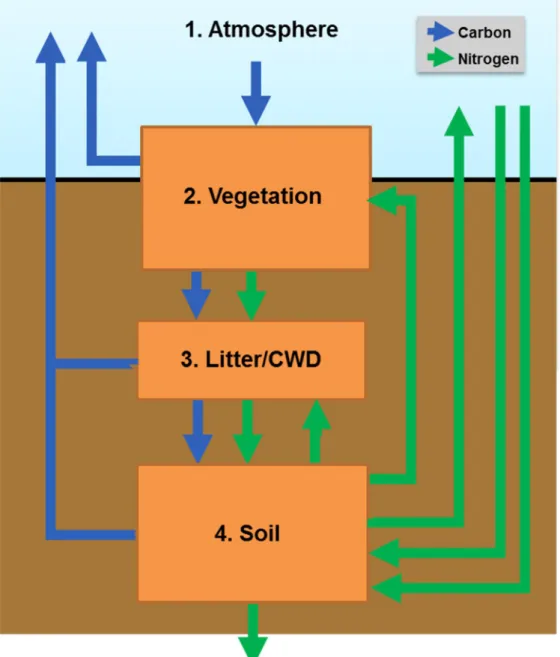 Fig. 2.1. Simplified schematic of carbon and nitrogen cycles in the numerical models