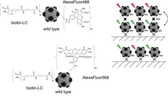 Figure 1.1 Representation of chemically modified CPMV: CPMVBIO-AF488 and CPMVBIO-AF568  (left), diagrammatic representation of layer structures (right)