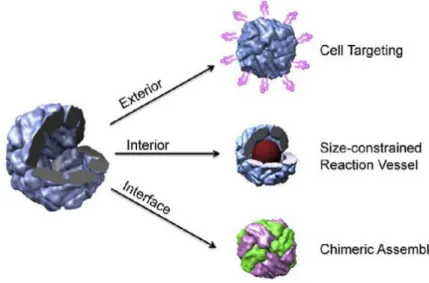 Figure 1.2  A schematic illustration of the three interfaces of a protein cage that can be exploited to  impart designed functionalities