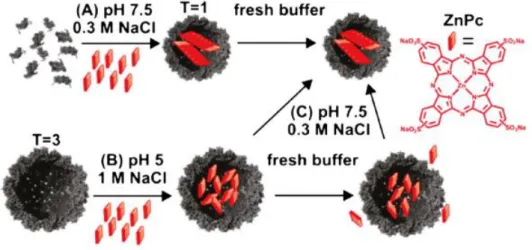 Figure 1.5 Schematic representation of the routes for the encapsulation of ZnPc stacks into CCMV  VLPs
