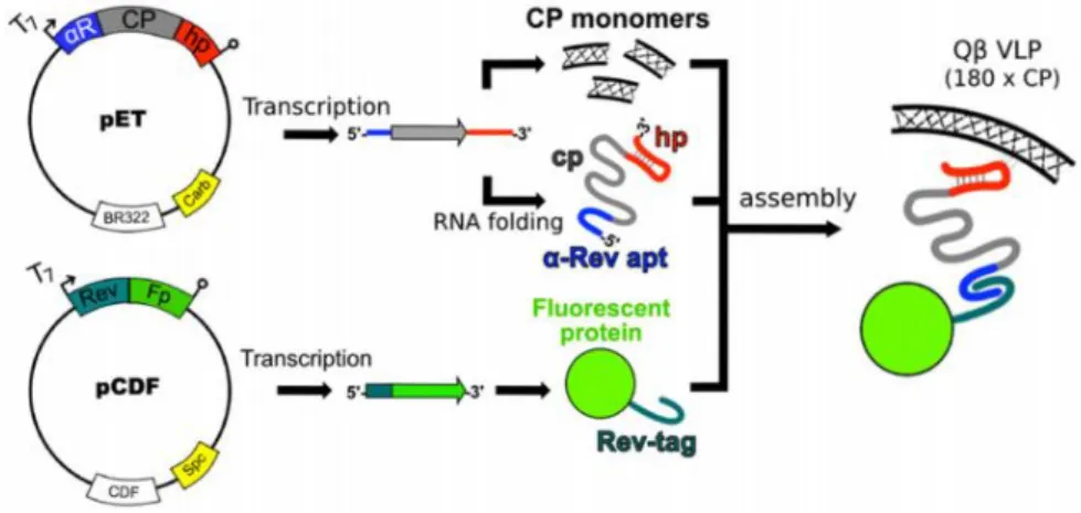 Figure 1.6 Schematic representation of the technique used to package protein inside Qβ VLPs
