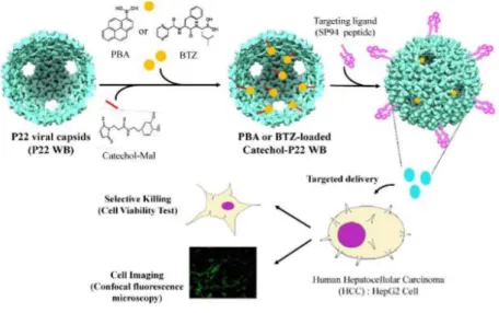 Figure  1.8  Covalent  encapsulation  of  cargo  molecules  and  evaluating  the  targeted  delivery  and  the  efficacy of P22 WB capsid nanocomposites by cell imaging and cell viability test