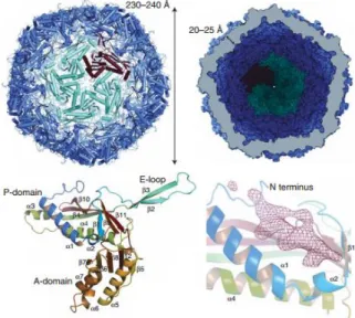 Figure 1.9 Structure of the T. maritima encapsulin. View from the outside on the five-fold symmetry  axis