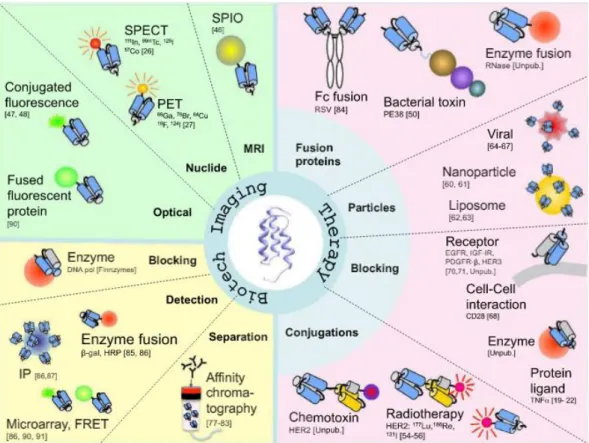Figure  1.11  Overview  of  applications  of  affibody  molecules.  Applications  are  divided  into  three  research area, Biotechnology, imaging and therapy