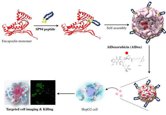 Figure 2.1 Schematic representation of encapsulin utilized as a versatile modular nanoplatform for the  targeted delivery of drugs and fluorescent probes