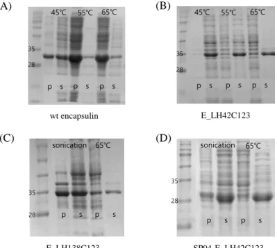 Figure  2.2  Solubility  and  heat  stability  test  of  encapsulins  using  SDS-PAGE  at  45,  55,  65 o C