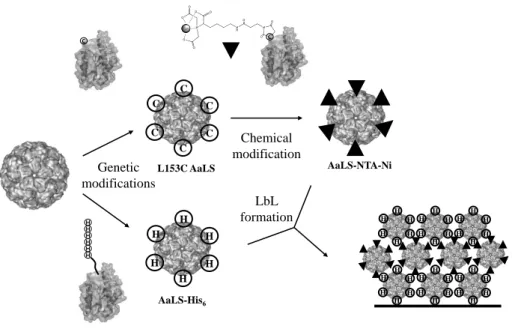 Figure  4.1  Uniform  LbL  assemblies  were  constructed  by  using  two  genetically  and/or  chemically  modified complementary AaLS PCN derivatives