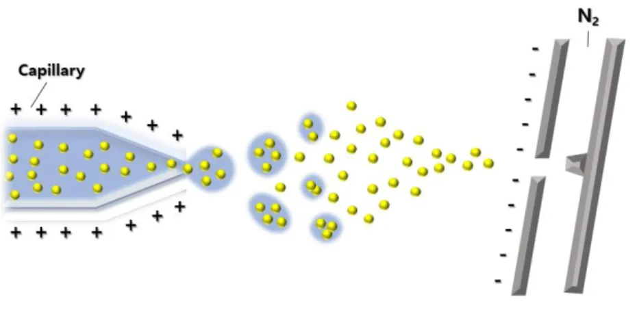 Figure A1.  Scheme  of  ion  droplet  formation  and  principle  of  electrospray  ionization