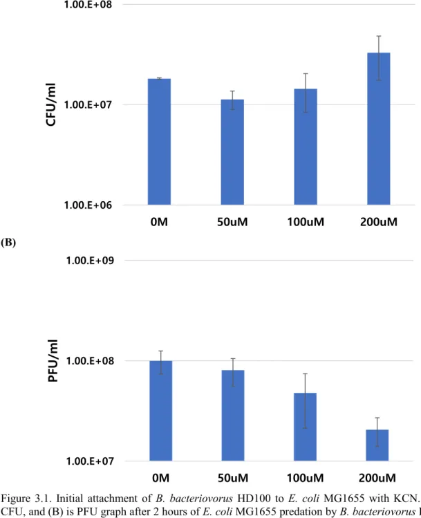 Figure  3.1.  Initial  attachment  of  B.  bacteriovorus  HD100  to  E.  coli  MG1655  with KCN