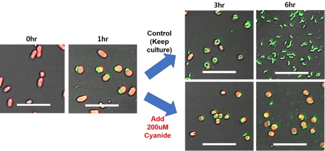 Figure  3.2.  Intraperiplasmic  growth  of  B. bacteriovorus  HD100  with  potassium  cyanide