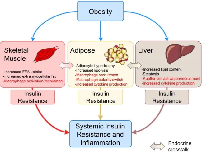 Figure 1-2. Obesity-induced inflammation and insulin resistance 