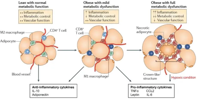 Figure 1-3. Inflammation and immune cells in obese adipose tissue  Nature Reviews Immunology 11; 85-97 (2011) 