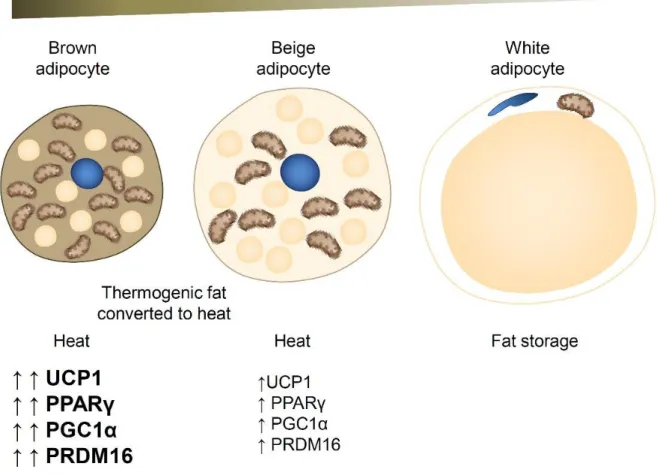 Figure 1-5. Three types of adipocytes: Brown, Beige and White adipocyte 