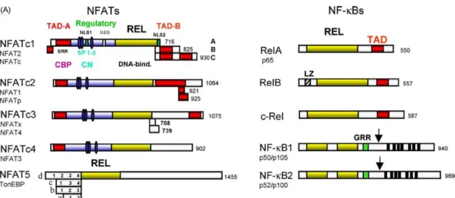 Figure 1-7. Scheme of NFATs and NFĸB structure  Int J Biochem Cell Biol 36 ; 1166-1169 (2004)
