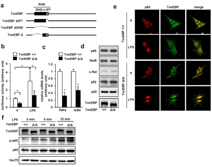 Figure 2-6. Reduced NFκB activity in TonEBPΔ/Δ MEF cells despite normal expression and  regulation of NFκB 