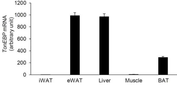 Figure 3-1. TonEBP mRNA expression in metabolic tissues. 