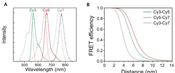 Figure 1.2. Property of Cy3-Cy5-Cy7 trio (A) Solid lines and dash lines represent emission and  absorption spectra of Cy3 (green), Cy5 (red) and Cy7 (gray) representatively