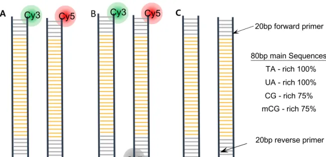 Figure 2.1. Schemetic design of DNA molecules. (A) Labeled DNA for enmsemble FRET, Cy3 or Cy5  is  labeled  on  each  one  end  of  dsDNA  (B)  labeld  DNA  for  multi-color  single  molecule  FRET  measurment,  In  the  multi-color  single  molecule  FRET