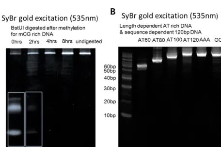 Figure 2.3. Poly acrylamide gel image. (A) Methylation efficiency check for mCG rich DNA, (B)  Length dependent DNA products from PCR     