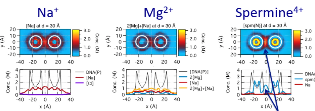 Figure 2.4. Representative distributions of sodium, magnesium and spermine ions at the DNA–DNA  distance  of  30 Å  for  the  DNA  pairs