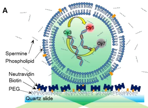 Figure 2.9.  Multi-color single molecule measurement using alternate laser excitation
