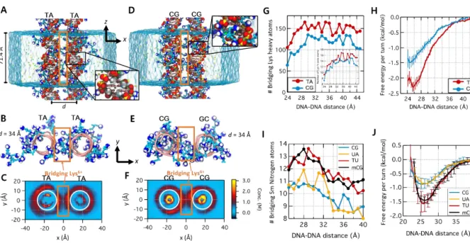Figure 4.1. Lys6+ -mediated DNA sequence recognition observed in MD simulations. (A) Set-up of  MD simulations with a pair of parallel 21-bp TA-rich dsDNAs, (TA)10A·(TA)10T, that are effectively  infinite  under  periodic  boundary  conditions  in  an  aqu