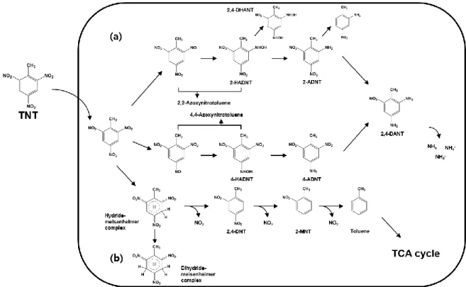 Figure 2. Degradation pathway of 2,4,6-Trinitrotoluene in microorganisms 