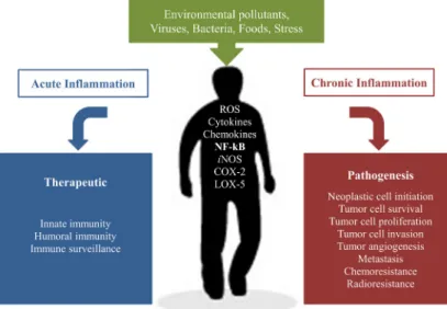 Figure 1. External/internal proinflammatory factors and their biological responses 